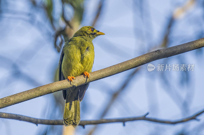 铃鸟(Manorina melanophrys)